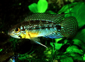 Apistogramma_linkei