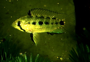 Apistogramma_linkei2