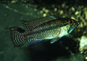 Apistogramma_luelingi