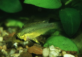 Apistogramma luelingi