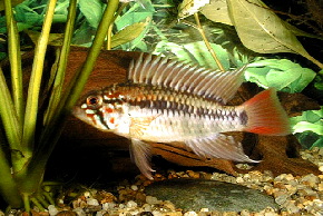 Apistogramma_macmasteri
