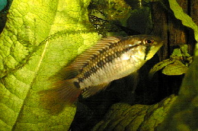 Apistogramma_macmasteri2