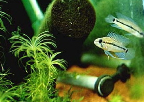 Apistogramma_meinkeni