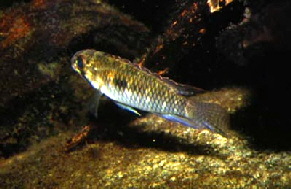 Apistogramma_meinkeni2
