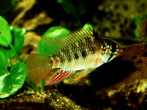 Apistogramma_moae2