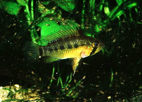 Apistogramma_moae3