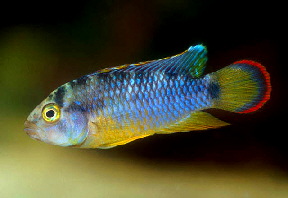 Apistogramma_nijsseni3