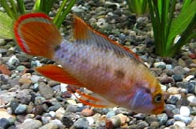 Apistogramma_nijsseni5
