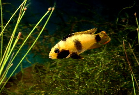 Apistogramma_nijsseni6