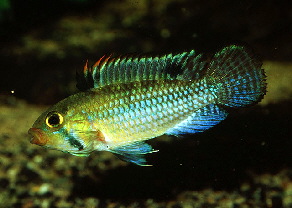 Apistogramma_norberti2