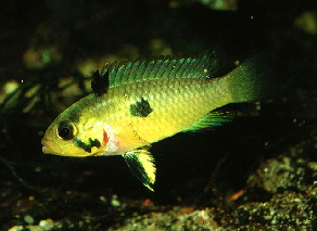 Apistogramma_norberti3