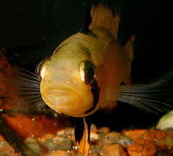Apistogramma_panduro5