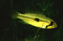 Apistogramma_paucisquamis3