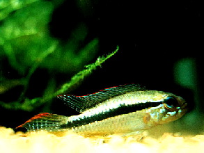 Apistogramma_paucisquamis4