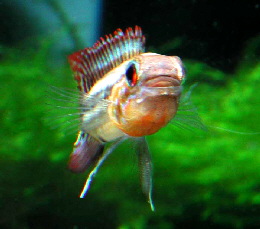 Apistogramma_paucisquamis5