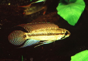 Apistogramma_pertensis2