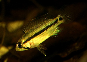 Apistogramma_pertensis3