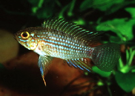 Apistogramma_piauiensis