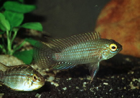 Apistogramma_piauiensis2