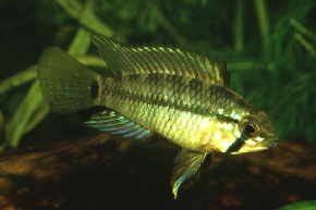 Apistogramma_pleurotaenia