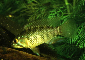 Apistogramma_pleurotaenia2