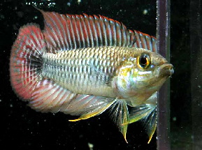 Apistogramma_pulchra3