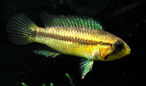 Apistogramma_pulchra4