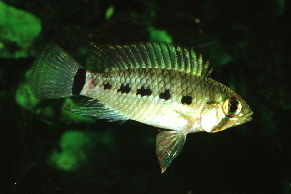 Apistogramma_regani3