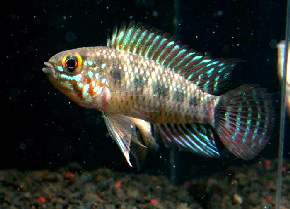Apistogramma_regani4
