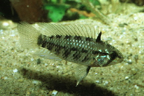Apistogramma_resticulosa