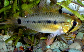 Apistogramma_resticulosa3