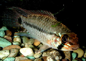 Apistogramma_resticulosa4