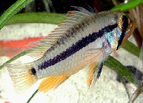 Apistogramma_rupununi