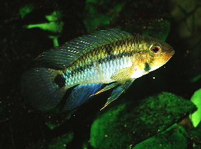 Apistogramma_rupununi2