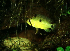 Apistogramma_rupununi3