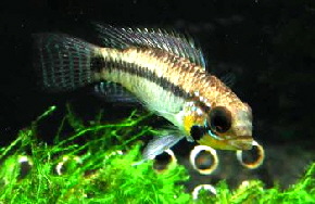 Apistogramma_staecki