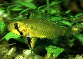Apistogramma_staecki3