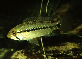 Apistogramma_taeniata