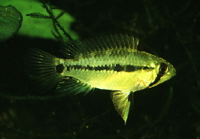 Apistogramma_taeniata2