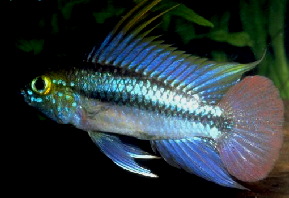 Apistogramma_trifasciata