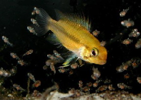 Apistogramma_trifasciata3