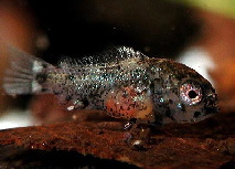 Apistogramma_trifasciata4