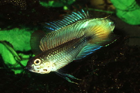 Apistogramma_uaupesi