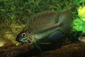 Apistogramma_uaupesi2