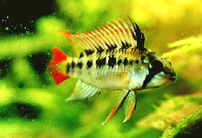 Apistogramma_viejita4