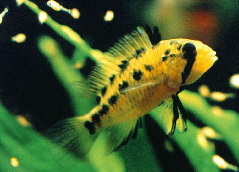 Apistogramma_viejita5