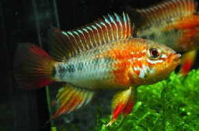 Apistogramma_viejita6