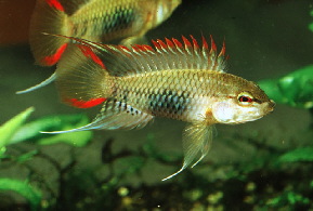 Apistogramma_viejita7