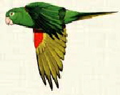 Aratinga-chloroptera