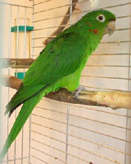 Aratinga_leucophthalma
